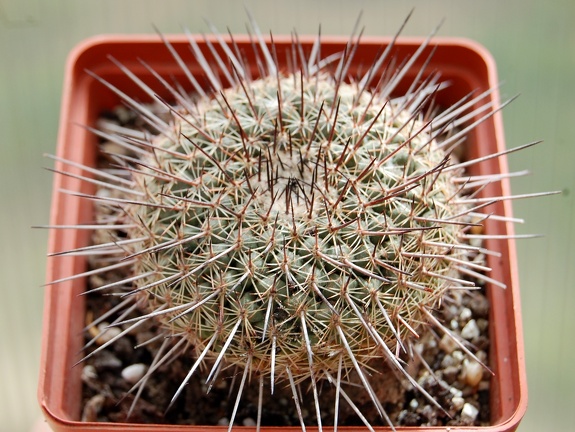 Mammillaria lindsayi