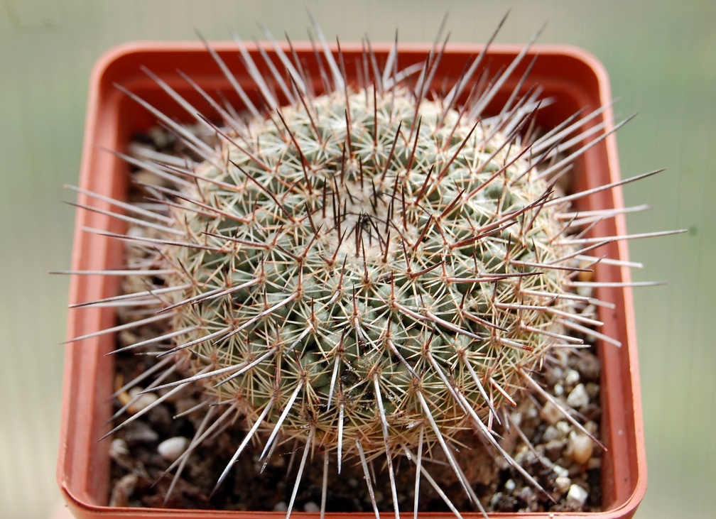 Mammillaria lindsayi