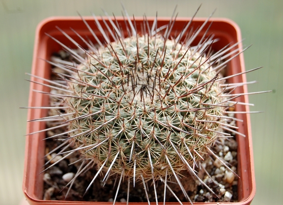 Mammillaria lindsayi