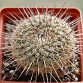 Mammillaria lindsayi