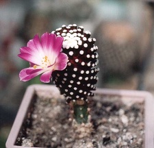 Mammillaria luethуi