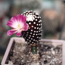 Mammillaria luethуi