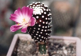 Mammillaria luethуi