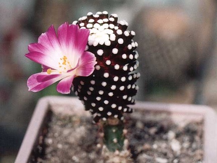 Mammillaria luethуi