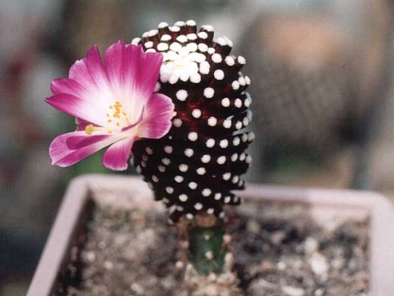 Mammillaria luethуi