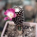 Mammillaria_luethei2.jpg