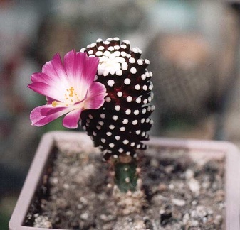 Mammillaria luethуi