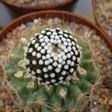 Mammillaria luethii-2