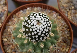 Mammillaria luethii-2