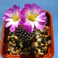 Mammillaria luethyi