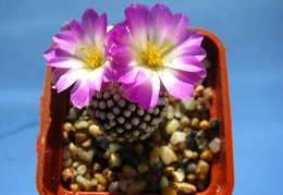 Mammillaria luethyi