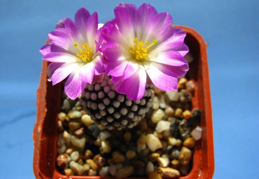 Mammillaria luethyi