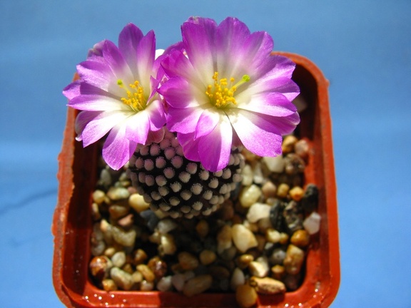 Mammillaria luethyi