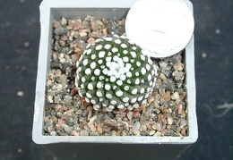 Mammillaria lytea