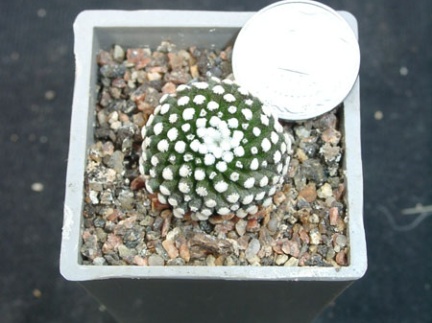 Mammillaria lytea