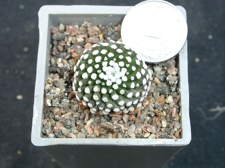 Mammillaria lytea