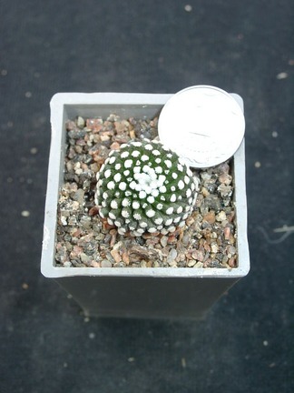 Mammillaria lytea