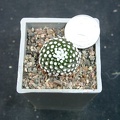 Mammillaria lytea