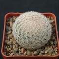 Mammillaria magalanii