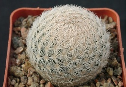 Mammillaria magalanii