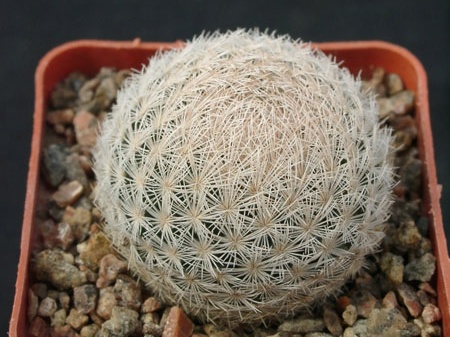 Mammillaria magalanii