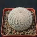 Mammillaria magalanii