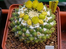 Mammillaria marksiana