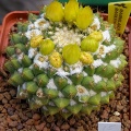 Mammillaria marksiana