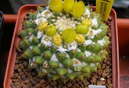 Mammillaria marksiana