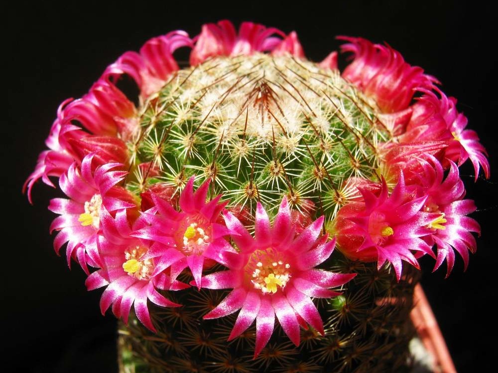 Mammillaria matudae Ba FG