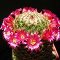 Mammillaria matudae Ba FG