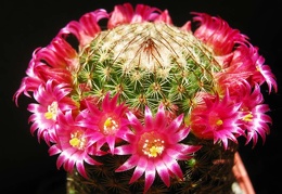 Mammillaria matudae Ba FG