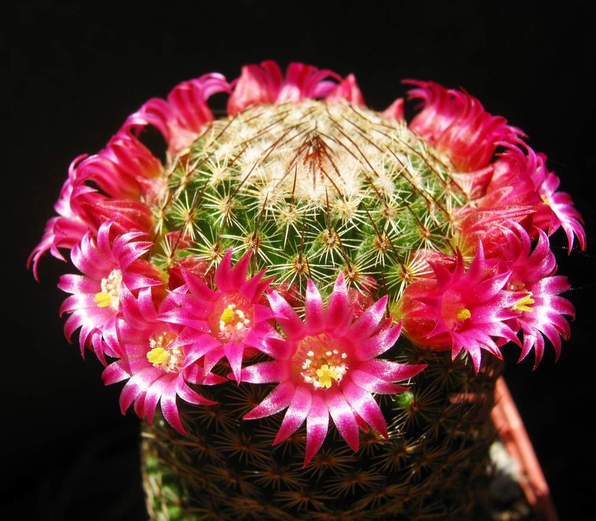 Mammillaria matudae Ba FG