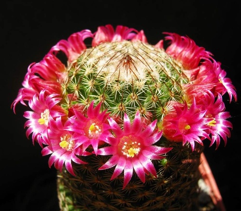 Mammillaria matudae Ba FG