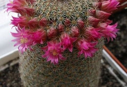 Mammillaria matudae Lira