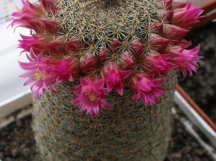 Mammillaria matudae Lira