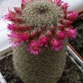 Mammillaria matudae Lira