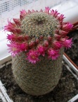 Mammillaria matudae Lira