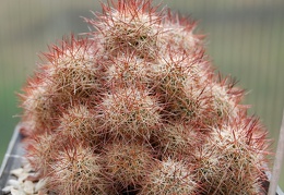 Mammillaria mazatlanensis
