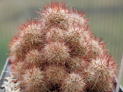 Mammillaria mazatlanensis