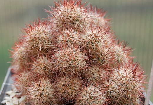 Mammillaria mazatlanensis