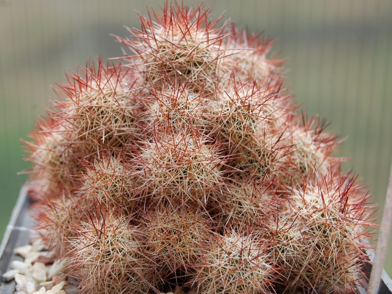 Mammillaria mazatlanensis