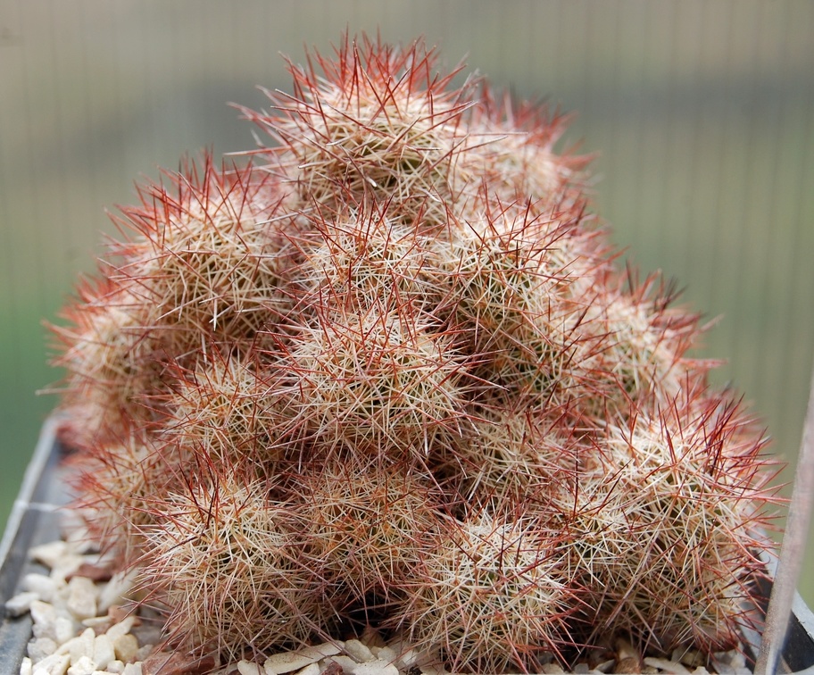 Mammillaria mazatlanensis