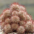 Mammillaria mazatlanensis