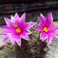 Mammillaria mazatlanensis Shutov Igor Krivoj Rog