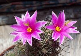Mammillaria mazatlanensis Shutov Igor Krivoj Rog