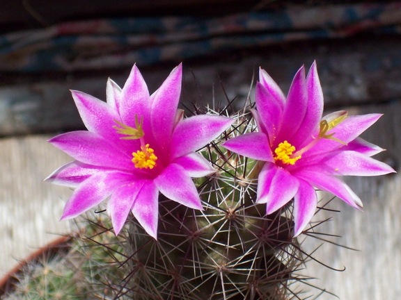 Mammillaria mazatlanensis Shutov Igor Krivoj Rog