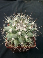 Mammillaria melanocentra