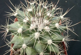 Mammillaria melanocentra