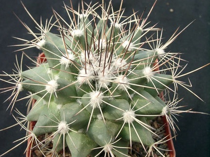 Mammillaria melanocentra